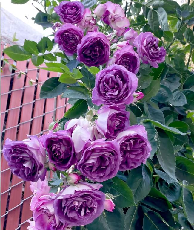 đșClimbing Rose Seedsă3 days germinationă