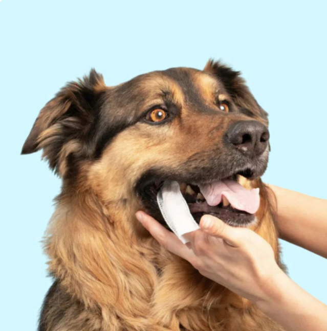 FreshWipes Kit – Protects Against Dental Diseases